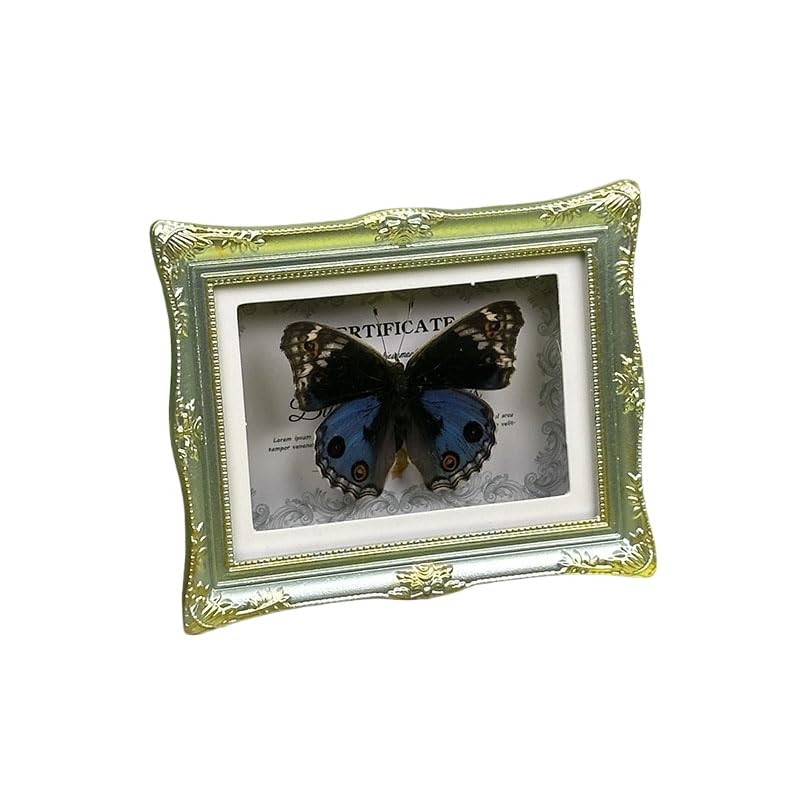 1Pcs Real Butterfly Framed Handmade, Taxidermy Butterfly Shadow Box Collection, Framed Butterfly Taxidermy for Oddities and Curiosities Gifts Tabletop ornaments (N-Butterfly specimen+photo frame) - color: N-Butterfly specimen+photo frame