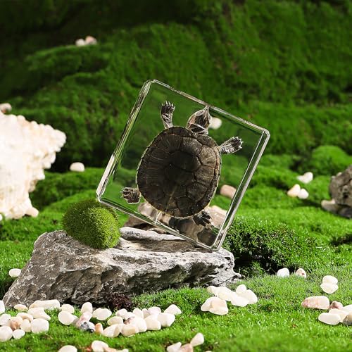 Taxidermy Turtle, Real Turtle Specimens Animal Specimen in Resin for Science Classroom Science Education, Great Gift for Fans of Taxidermy, Animal Skull, Oddities, Biology (3 x 3 x 1 inch) - color: Turtle