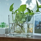1 Pack Square Glass Vase 6" x 6" x 6", Clear Flower Vase for Centerpieces, Candle Holder for Wedding Party Events, Home Décor - size: 6inch