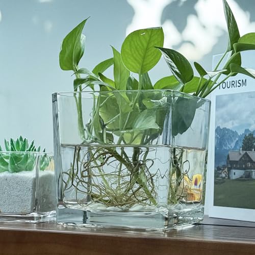 1 Pack Square Glass Vase 6" x 6" x 6", Clear Flower Vase for Centerpieces, Candle Holder for Wedding Party Events, Home Décor - size: 6inch