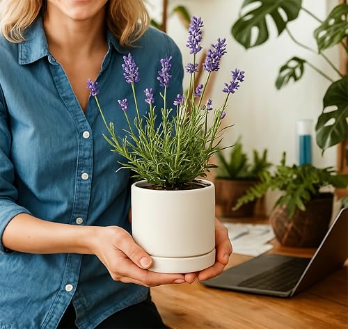 D'vine Dev Set of 2 Plants Pot, 4.7 Inch Ceramic Planter Pot for Plants with Drainage Hole and Saucer, White, 94-V-B-1 - color: White, size: 4.7 Inch