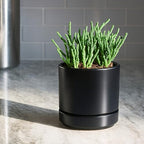 D'vine Dev Set of 4 Small Ceramic Plant Pots, 4.7 Inch Succulent Planter Pot for Plants with Drainage Hole and Saucer, Black, 94-X-B-2 - color: Black, size: 4.7 Inch
