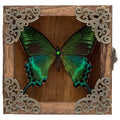 Taxidermy Butterfly Shadow Box Picture Frame - Real Butterfly Framed Meticulously Handcrafted, Framed Butterfly Taxidermy Gothic Room Decor (Green-Banded Queen Butterfly (Family Papilionidae)) - color: Green-banded Queen Butterfly (Family Papilionidae)