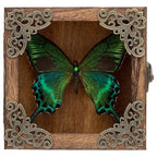 Taxidermy Butterfly Shadow Box Picture Frame - Real Butterfly Framed Meticulously Handcrafted, Framed Butterfly Taxidermy Gothic Room Decor (Green-Banded Queen Butterfly (Family Papilionidae)) - color: Green-banded Queen Butterfly (Family Papilionidae)