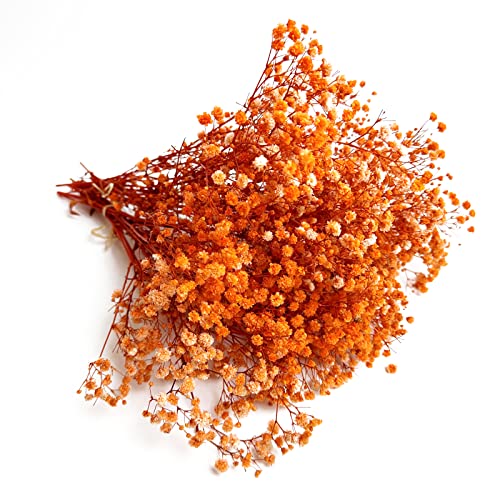 Preserved Baby's Breath 3 Bunches, 100% Natrual Fresh Gypsophila Long Lasting Flowers for Vase Arrangements Home Decoration Photo Props Parties and Weddings, DIY Décor-Orange - color: Orange