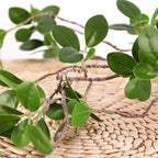 HANDIC 3 Pcs Faux Stems Artificial Branches for Vase Greenery Stems Faux Branches for Vase Plant Artificial Eucalytus Branches Plants (45"/Each Branch) (3, Green)