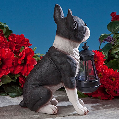 Bits and Pieces - Boston Terrier Solar Lantern Statue - Yard Decorations - Solar Powered Garden Lantern - Resin Dog Sculpture - Outdoor LED Lighting - style: BosTerrier Lantern