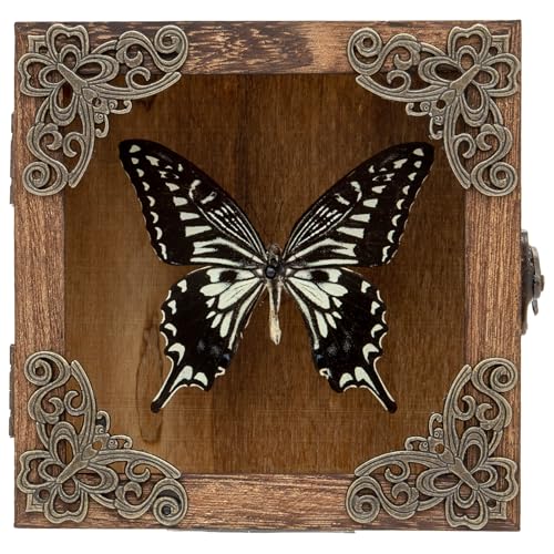 Taxidermy Butterfly Shadow Box Picture Frame - Real Butterfly Framed Meticulously Handcrafted, Butterfly in Frame for Gothic Room Decor (Citrus Swallowtail Butterfly (Family Papilionidae)) - color: Citrus Swallowtail Butterfly (Family Papilionidae)