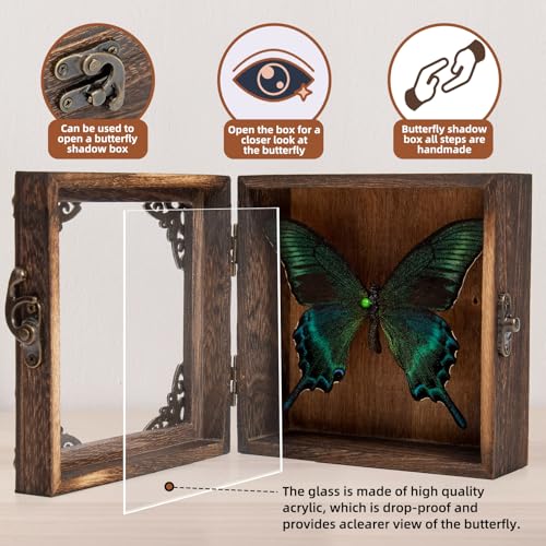 Taxidermy Butterfly Shadow Box Picture Frame - Real Butterfly Framed Meticulously Handcrafted, Framed Butterfly Taxidermy Gothic Room Decor (Green-Banded Queen Butterfly (Family Papilionidae)) - color: Green-banded Queen Butterfly (Family Papilionidae)