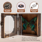 Taxidermy Butterfly Shadow Box Picture Frame - Real Butterfly Framed Meticulously Handcrafted, Framed Butterfly Taxidermy Gothic Room Decor (Green-Banded Queen Butterfly (Family Papilionidae)) - color: Green-banded Queen Butterfly (Family Papilionidae)