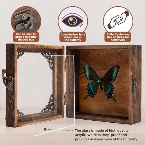 Real Taxidermy Butterfly Shadow Box - Framed Butterfly Taxidermy Meticulously Handcrafted, Goth Gifts Butterfly Decoration Box (Spring-Type Green-Banded Crested Butterfly (Family Papilionidae)) - color: Spring-type Green-banded Crested Butterfly (Family P
