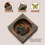 Real Butterfly Shadow Box Picture Frame - Framed Butterfly Taxidermy Meticulously Handcrafted, Gothic Decor Butterfly Small Shadow Box (Dried Leaf Butterfly (Family Papilionidae)) - color: Dried Leaf Butterfly (Family Papilionidae)