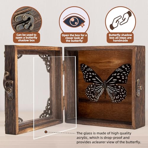 Real Framed Butterflies Shadow Boxes - Framed Butterfly Taxidermy Unique Metal Pushpin Fixation, Oddities and Curiosities Gifts Butterfly Decoration Box (Blue-Spotted Nymphalid (Nymphalidae)) - color: Blue-spotted Nymphalid (Nymphalidae)
