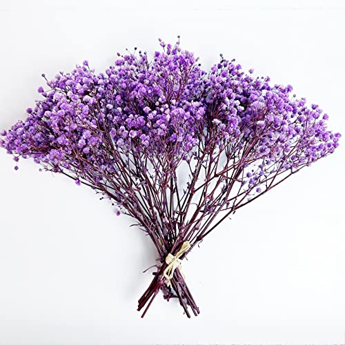 Preserved Baby's Breath 3 Bunches, 100% Natrual Fresh Gypsophila Long Lasting Flowers for Vase Arrangements Home Decoration Photo Props Parties and Weddings, DIY Décor-Light Purple - color: Light Purple