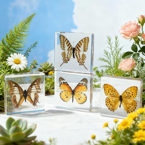 4-Pack Taxidermy Butterfly, Real Butterflies Specimens in Resin - Genuine Resin Butterflies Framed Display for Taxidermy Bugs, Oddities & Home Decor (Style 2) - color: 4pcs Butterflies Style 2