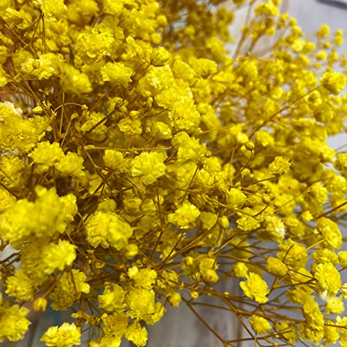 Preserved Baby's Breath 3 Bunches, 100% Natrual Fresh Gypsophila Long Lasting Flowers for Vase Arrangements Home Decoration Photo Props Parties and Weddings, DIY Décor-Yellow - color: Yellow
