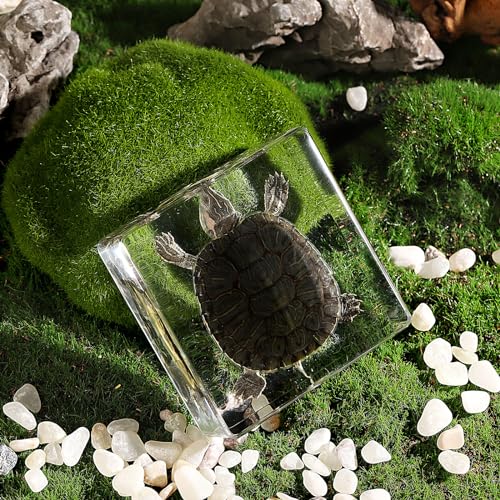 Taxidermy Turtle, Real Turtle Specimens Animal Specimen in Resin for Science Classroom Science Education, Great Gift for Fans of Taxidermy, Animal Skull, Oddities, Biology (3 x 3 x 1 inch) - color: Turtle