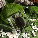 Taxidermy Turtle, Real Turtle Specimens Animal Specimen in Resin for Science Classroom Science Education, Great Gift for Fans of Taxidermy, Animal Skull, Oddities, Biology (3 x 3 x 1 inch) - color: Turtle