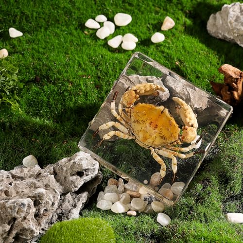 Taxidermy Crab, Real Crab Specimens Animal Specimen in Resin for Science Classroom Science Education, Great Gift for Fans of Taxidermy, Animal Skull, Oddities, Biology (3 x 3 x 1 inch) - color: Crab B