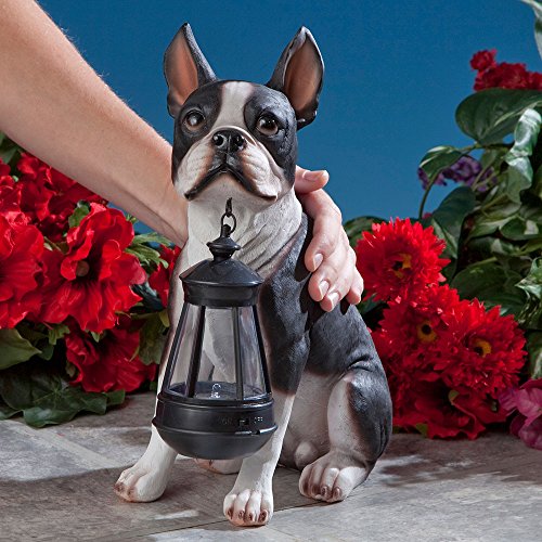 Bits and Pieces - Boston Terrier Solar Lantern Statue - Yard Decorations - Solar Powered Garden Lantern - Resin Dog Sculpture - Outdoor LED Lighting - style: BosTerrier Lantern