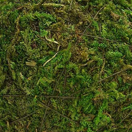 BYHER Natural Green Moss Decorative Ball,Handmade (2"-Set of 12) - size: Small-2"-Set of 12