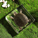 Taxidermy Turtle, Real Turtle Specimens Animal Specimen in Resin for Science Classroom Science Education, Great Gift for Fans of Taxidermy, Animal Skull, Oddities, Biology (3 x 3 x 1 inch) - color: Turtle