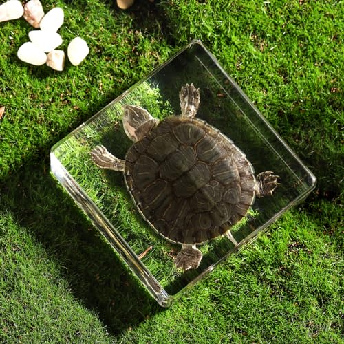 Taxidermy Turtle, Real Turtle Specimens Animal Specimen in Resin for Science Classroom Science Education, Great Gift for Fans of Taxidermy, Animal Skull, Oddities, Biology (3 x 3 x 1 inch) - color: Turtle