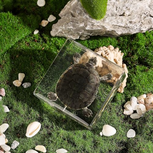 Taxidermy Turtle, Real Turtle Specimens Animal Specimen in Resin for Science Classroom Science Education, Great Gift for Fans of Taxidermy, Animal Skull, Oddities, Biology (3 x 3 x 1 inch) - color: Turtle
