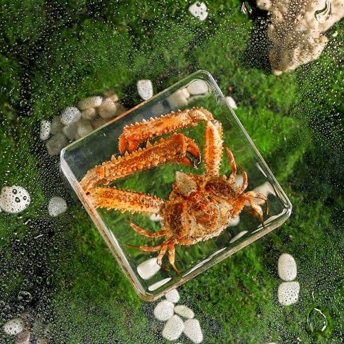 Taxidermy Crab, Real Crab Specimens Animal Specimen in Resin for Science Classroom Science Education, Great Gift for Fans of Taxidermy, Animal Skull, Oddities, Biology (3 x 3 x 1 inch) - color: Crab A