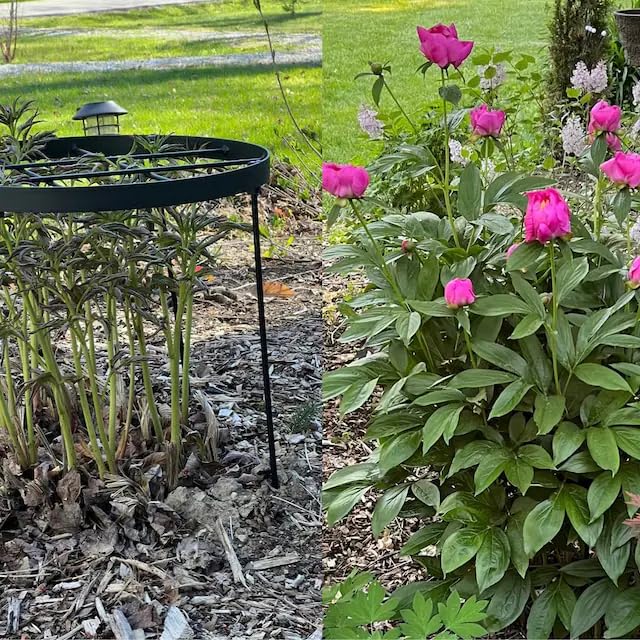 Large Peony Cages and Supports 18.9"x23.6" - Durable Round Garden Flower Rings | Tall Plant Support Stakes for Outdoor Peonies | Enhances Peony Planting Success with Secure Grounding - size: 23.6"x18.9"