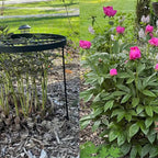 Large Peony Cages and Supports 18.9"x23.6" - Durable Round Garden Flower Rings | Tall Plant Support Stakes for Outdoor Peonies | Enhances Peony Planting Success with Secure Grounding - size: 23.6"x18.9"