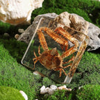 Taxidermy Crab, Real Crab Specimens Animal Specimen in Resin for Science Classroom Science Education, Great Gift for Fans of Taxidermy, Animal Skull, Oddities, Biology (3 x 3 x 1 inch) - color: Crab A