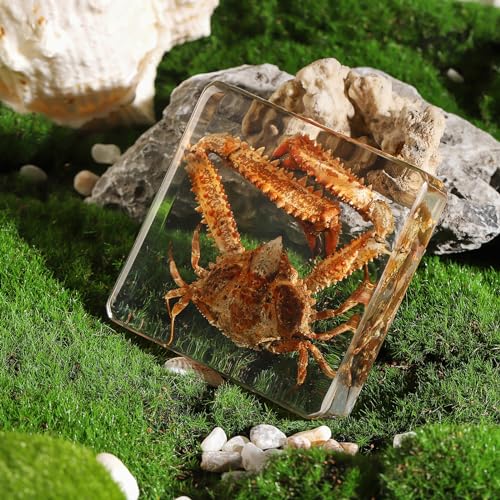 Taxidermy Crab, Real Crab Specimens Animal Specimen in Resin for Science Classroom Science Education, Great Gift for Fans of Taxidermy, Animal Skull, Oddities, Biology (3 x 3 x 1 inch) - color: Crab A