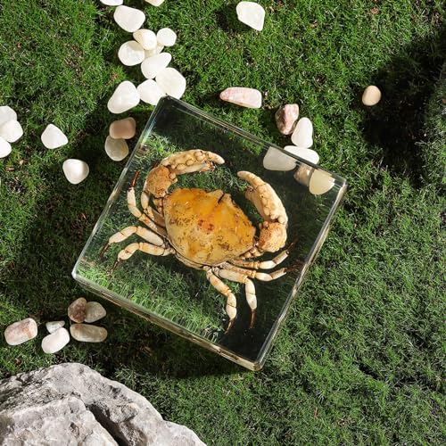 Taxidermy Crab, Real Crab Specimens Animal Specimen in Resin for Science Classroom Science Education, Great Gift for Fans of Taxidermy, Animal Skull, Oddities, Biology (3 x 3 x 1 inch) - color: Crab B