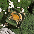 Taxidermy Crab, Real Crab Specimens Animal Specimen in Resin for Science Classroom Science Education, Great Gift for Fans of Taxidermy, Animal Skull, Oddities, Biology (3 x 3 x 1 inch) - color: Crab B
