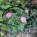 Large Peony Cages and Supports 18.9"x23.6" - Durable Round Garden Flower Rings | Tall Plant Support Stakes for Outdoor Peonies | Enhances Peony Planting Success with Secure Grounding - size: 23.6"x18.9"