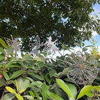 Fcteap Flower Fairy Dancing with Dandelion Garden Art Sculpture Stainless Steel Statue Christmas Halloween Decoration for Outdoor Yard Courtyard Lawn Patio Metal Ornaments (Three Persons) - style: Three Persons