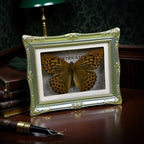 1Pcs Real Butterfly Framed Handmade, Taxidermy Butterfly Shadow Box Collection, Framed Butterfly Taxidermy for Oddities and Curiosities Gifts Tabletop Ornaments (B-Butterfly Specimen+Photo Frame) - color: B-butterfly Specimen+photo Frame