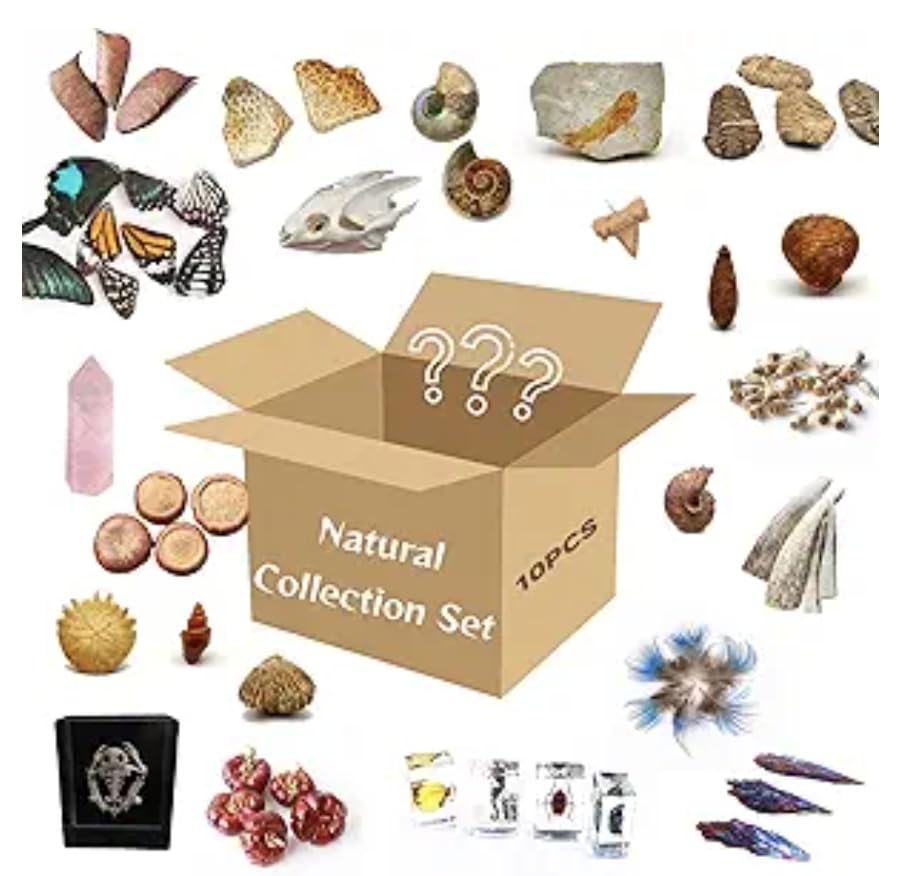 10Pcs Mystery Natural Oddities Collection Box - Real Fossils, Crystals & Taxidermy in Glass Vials | Dark Academia Decor for Adults & Kids | Witchy Curio Cabinet Decor | Unique Gifts for Science Lovers - style: 10PCS