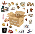 10Pcs Mystery Natural Oddities Collection Box - Real Fossils, Crystals & Taxidermy in Glass Vials | Dark Academia Decor for Adults & Kids | Witchy Curio Cabinet Decor | Unique Gifts for Science Lovers - style: 10PCS