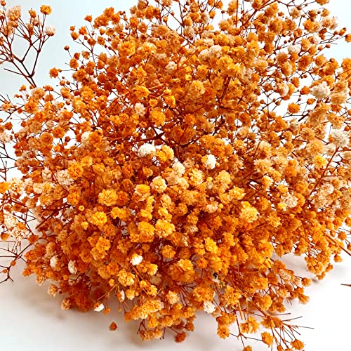 Preserved Baby's Breath 3 Bunches, 100% Natrual Fresh Gypsophila Long Lasting Flowers for Vase Arrangements Home Decoration Photo Props Parties and Weddings, DIY Décor-Orange - color: Orange