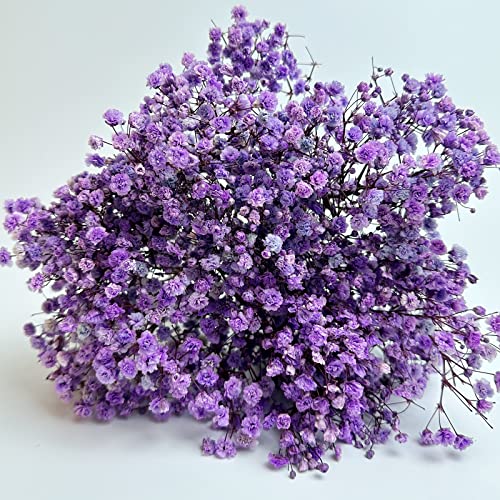 Preserved Baby's Breath 3 Bunches, 100% Natrual Fresh Gypsophila Long Lasting Flowers for Vase Arrangements Home Decoration Photo Props Parties and Weddings, DIY Décor-Light Purple - color: Light Purple