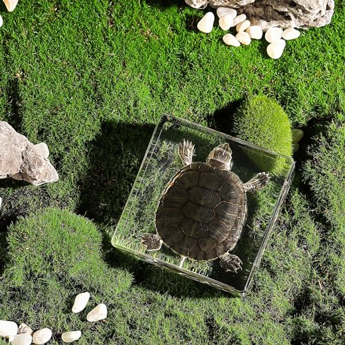 Taxidermy Turtle, Real Turtle Specimens Animal Specimen in Resin for Science Classroom Science Education, Great Gift for Fans of Taxidermy, Animal Skull, Oddities, Biology (3 x 3 x 1 inch) - color: Turtle
