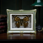 1Pcs Real Butterfly Framed Handmade, Taxidermy Butterfly Shadow Box Collection, Framed Butterfly Taxidermy for Oddities and Curiosities Gifts Tabletop ornaments (A-Butterfly specimen+photo frame) - color: A-Butterfly specimen+photo frame