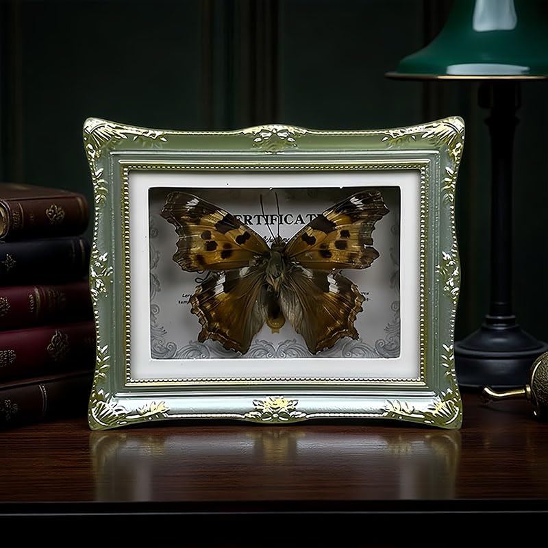 1Pcs Real Butterfly Framed Handmade, Taxidermy Butterfly Shadow Box Collection, Framed Butterfly Taxidermy for Oddities and Curiosities Gifts Tabletop ornaments (A-Butterfly specimen+photo frame) - color: A-Butterfly specimen+photo frame