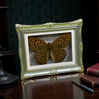 1Pcs Real Butterfly Framed Handmade, Taxidermy Butterfly Shadow Box Collection, Framed Butterfly Taxidermy for Oddities and Curiosities Gifts Tabletop Ornaments (B-Butterfly Specimen+Photo Frame) - color: B-butterfly Specimen+photo Frame