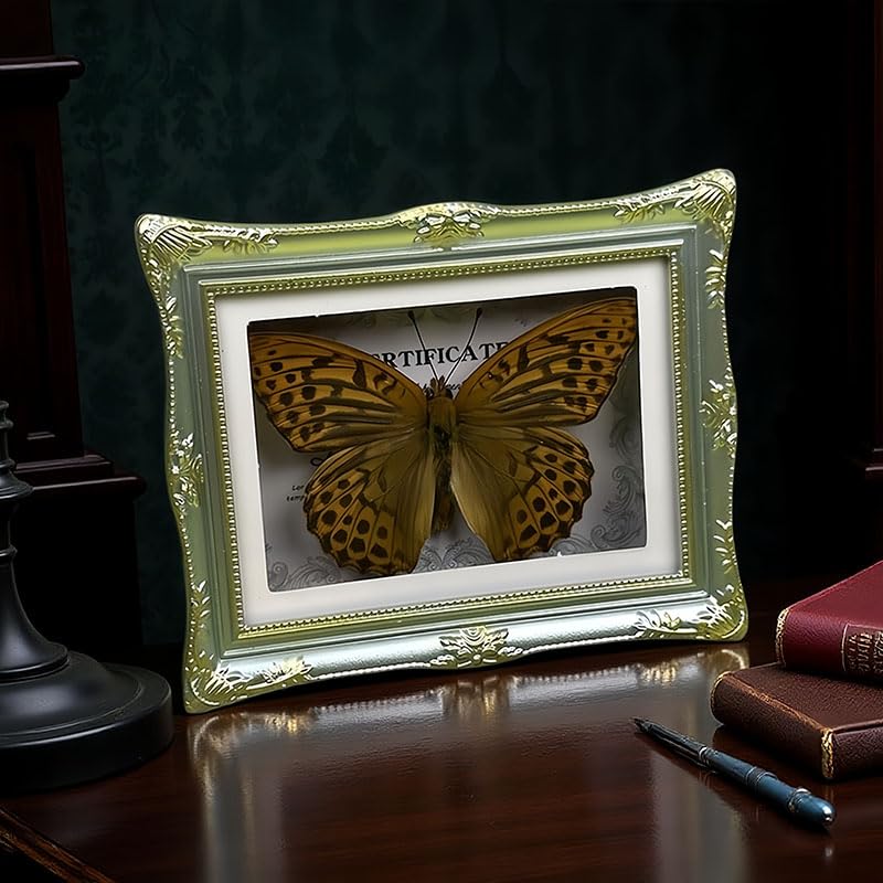 1Pcs Real Butterfly Framed Handmade, Taxidermy Butterfly Shadow Box Collection, Framed Butterfly Taxidermy for Oddities and Curiosities Gifts Tabletop Ornaments (B-Butterfly Specimen+Photo Frame) - color: B-butterfly Specimen+photo Frame