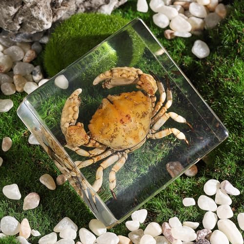 Taxidermy Crab, Real Crab Specimens Animal Specimen in Resin for Science Classroom Science Education, Great Gift for Fans of Taxidermy, Animal Skull, Oddities, Biology (3 x 3 x 1 inch) - color: Crab B