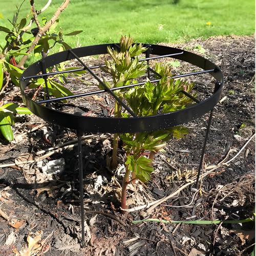 Large Peony Cages and Supports 18.9"x23.6" - Durable Round Garden Flower Rings | Tall Plant Support Stakes for Outdoor Peonies | Enhances Peony Planting Success with Secure Grounding - size: 23.6"x18.9"