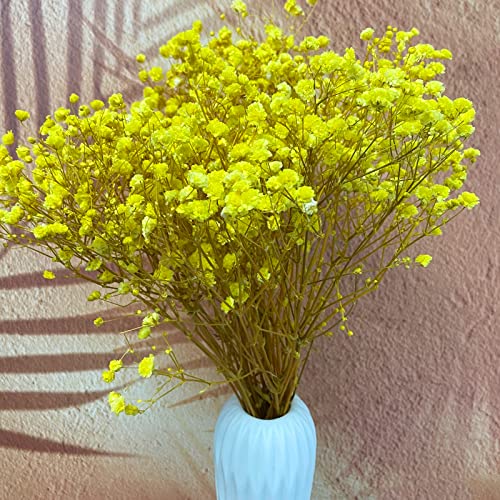 Preserved Baby's Breath 3 Bunches, 100% Natrual Fresh Gypsophila Long Lasting Flowers for Vase Arrangements Home Decoration Photo Props Parties and Weddings, DIY Décor-Yellow - color: Yellow